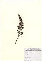 藏品(匍枝馬尾藻)的圖片